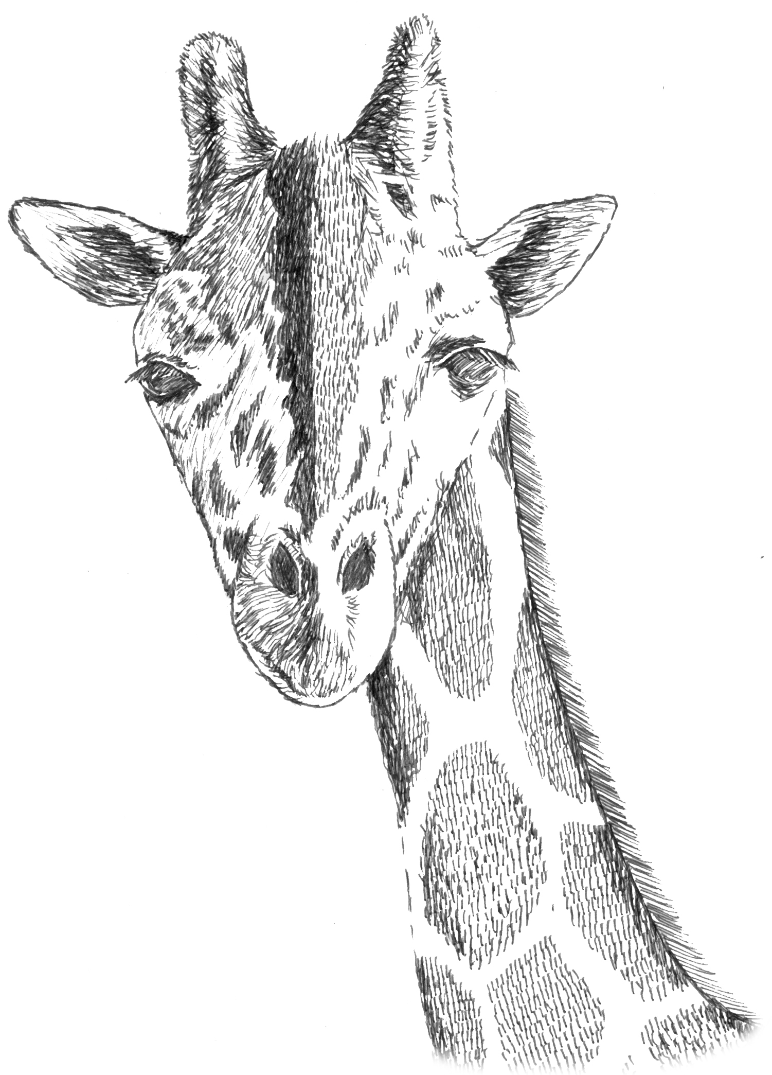 giraffe