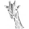 giraffe
